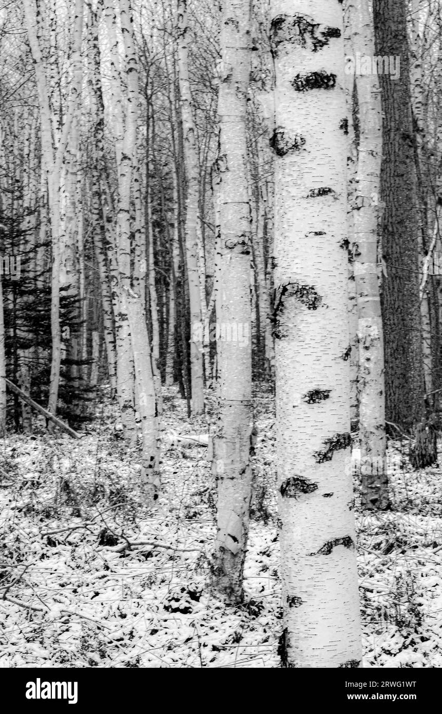 Birch trees in winter Stock Photo