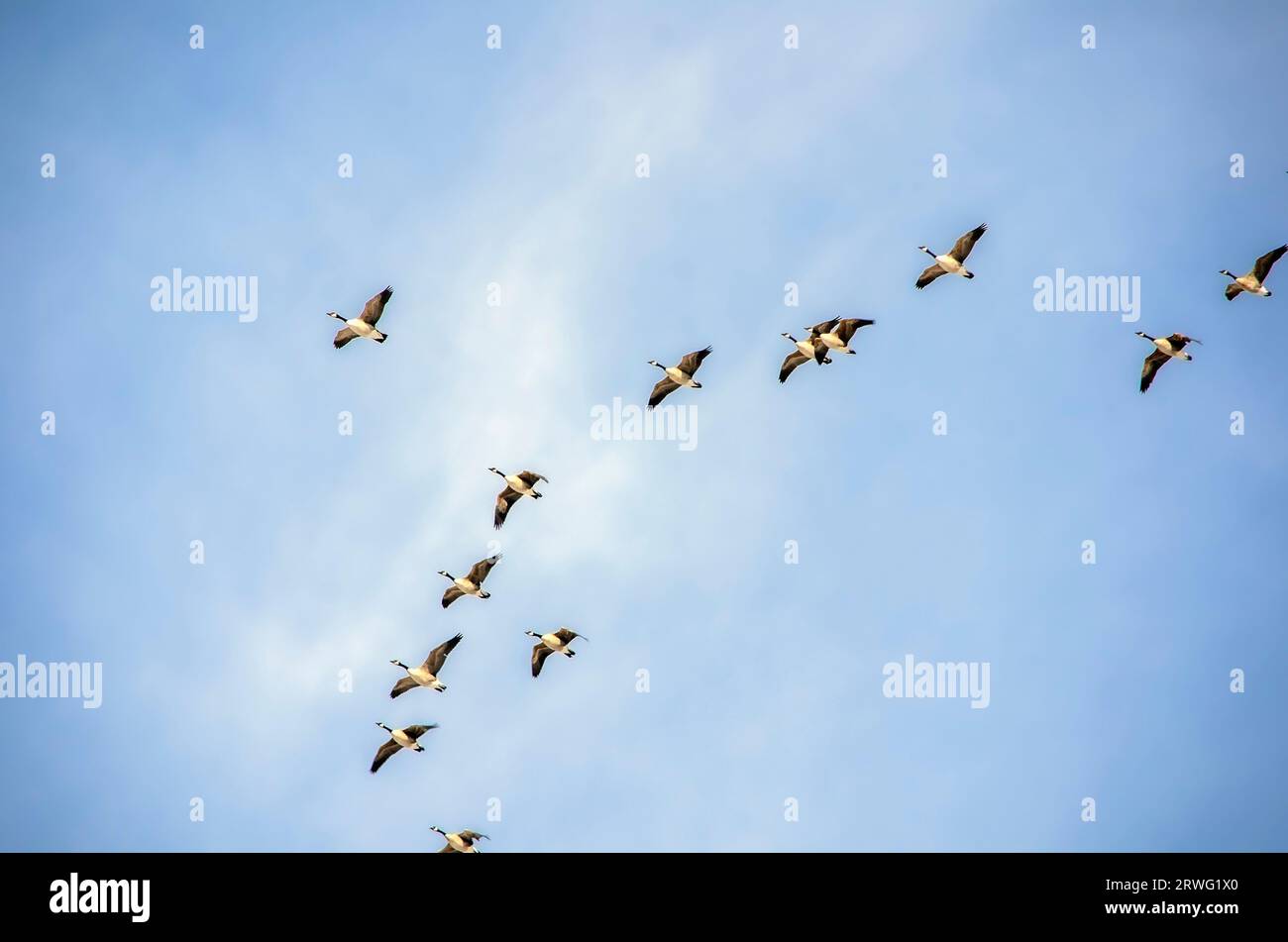 formation of Canada geese in flight Stock Photo