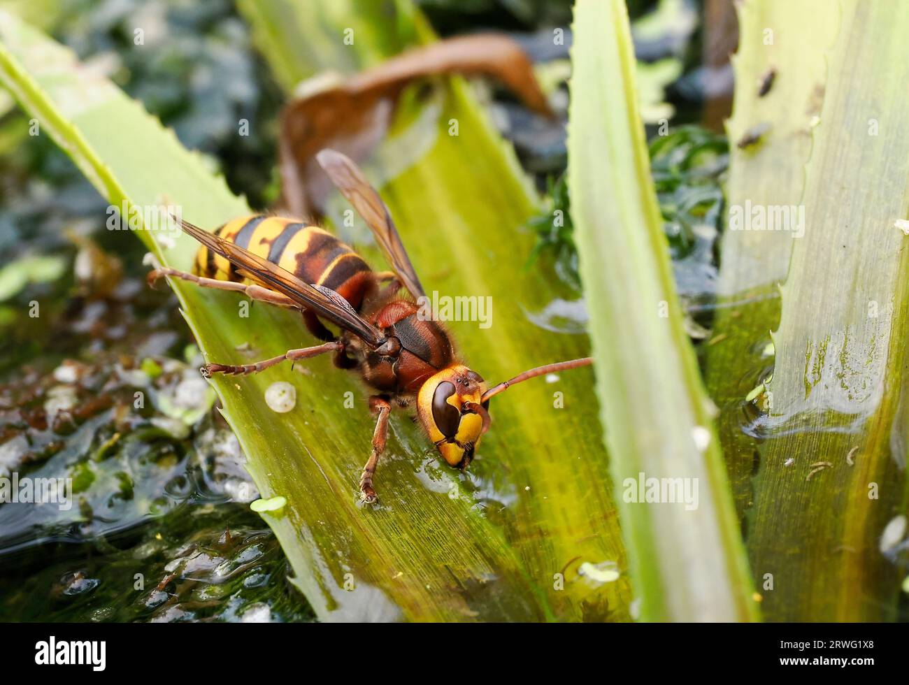 european-hornet-vespa-crabro-adult-drinking-pond-water-herefordshire
