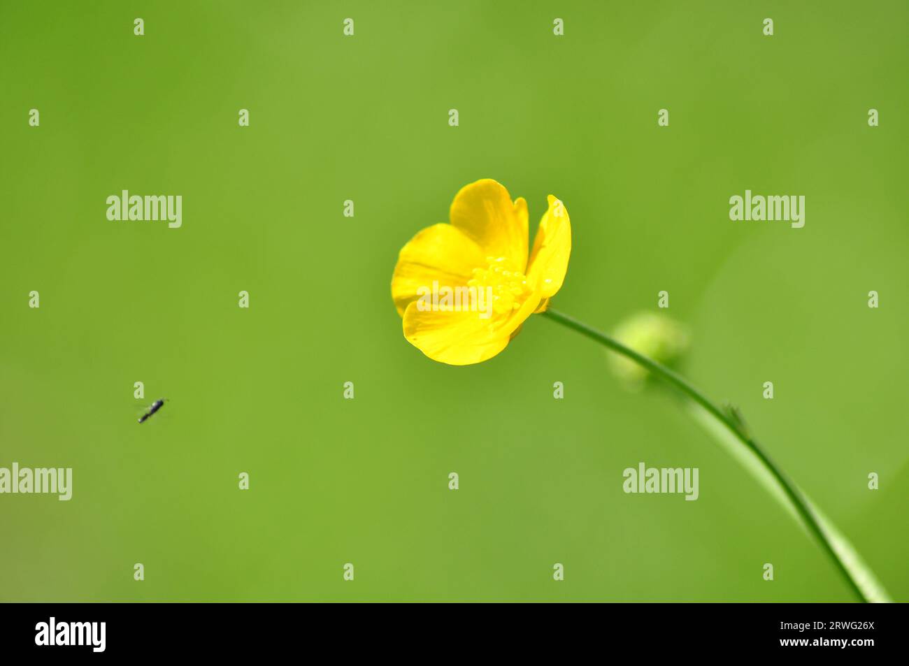 Moment in nature hi-res stock photography and images - Alamy