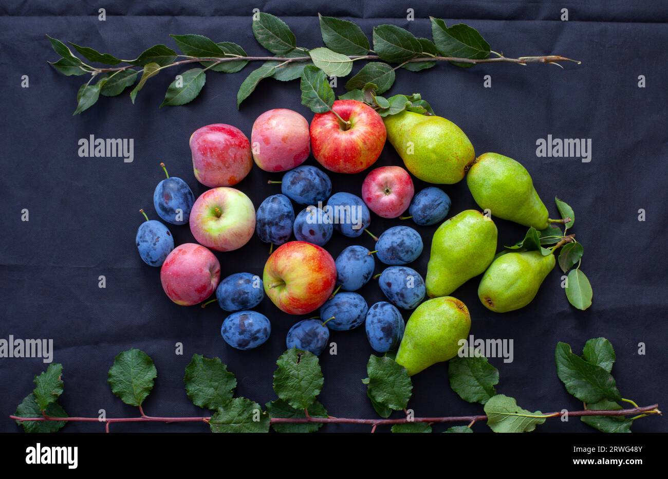 Pears, apples and plums on a black background. Stock Photo