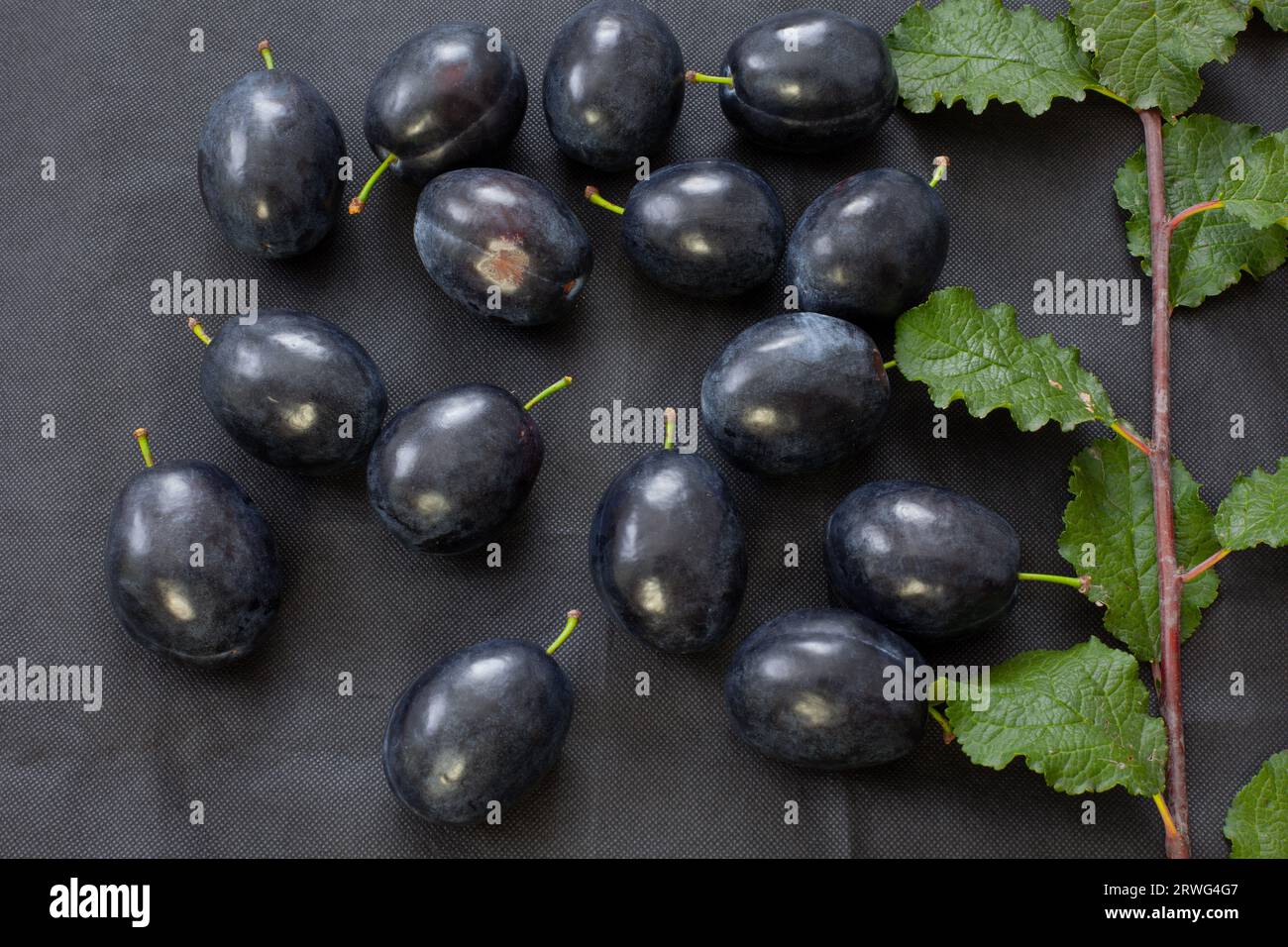 Plums on a black background with a branch of green leaves. Stock Photo