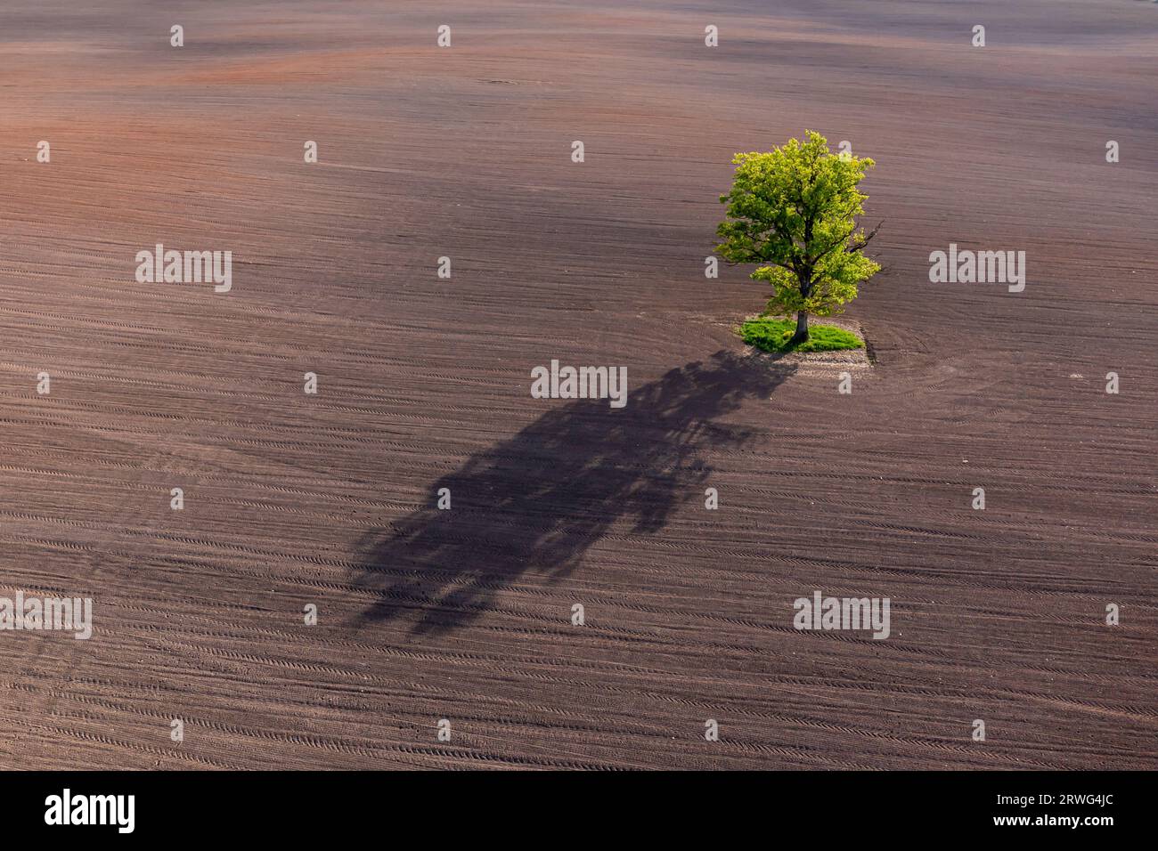 top down aerial view on a lone tree in the middle of a cultivated field ...