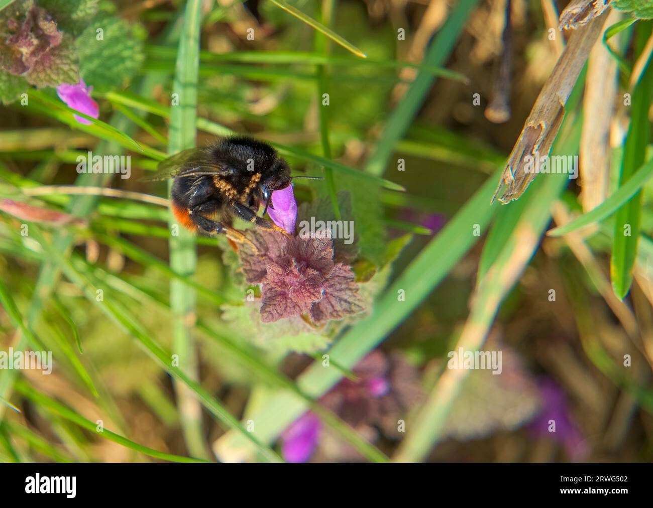 Bumblebee with mites on it sucking at a violet blossom Stock Photo