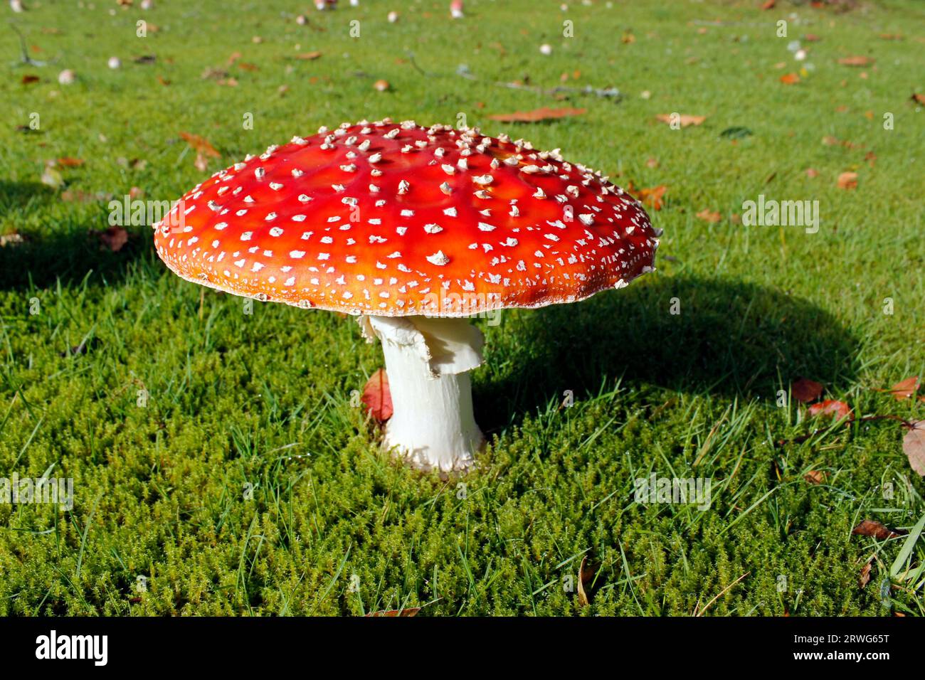 Classic red mushroom hi-res stock photography and images - Alamy