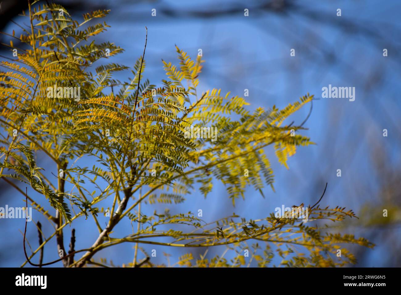 yellowed leaves of a jacaranda Stock Photo Alamy