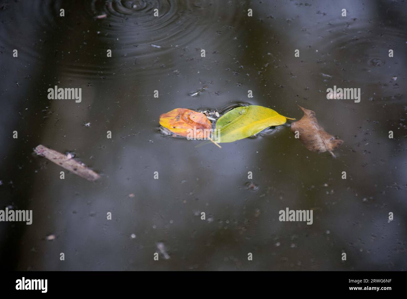 Cold autumn water hi-res stock photography and images - Alamy
