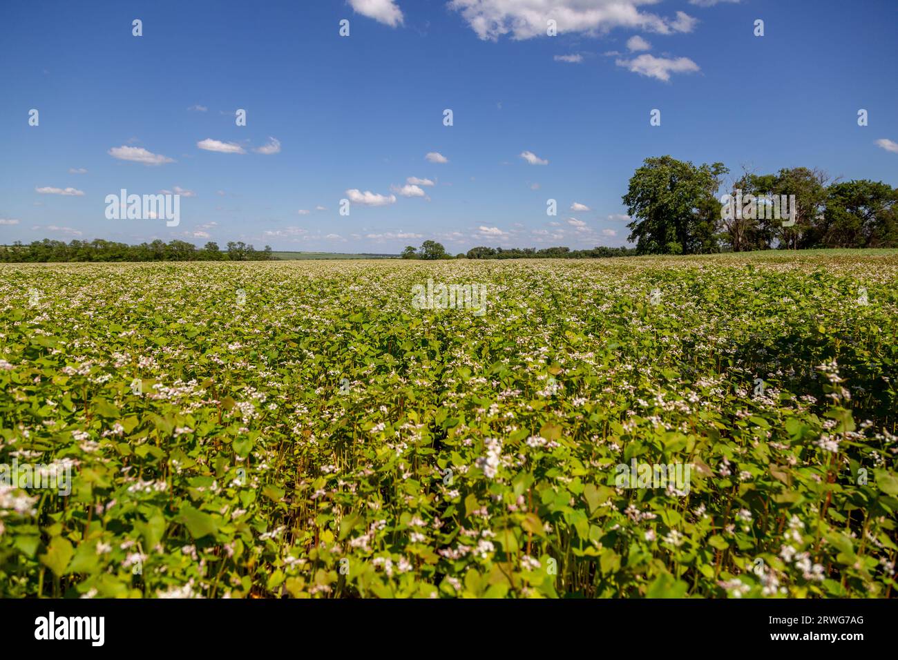 Buckwheat blooms in the field. White flowers. Sky with dark clouds