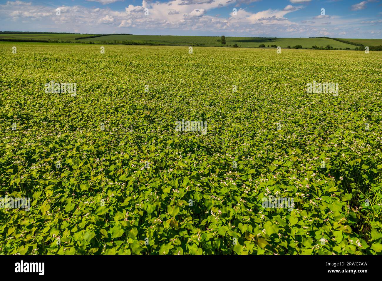 Buckwheat blooms in the field. White flowers. Sky with dark clouds
