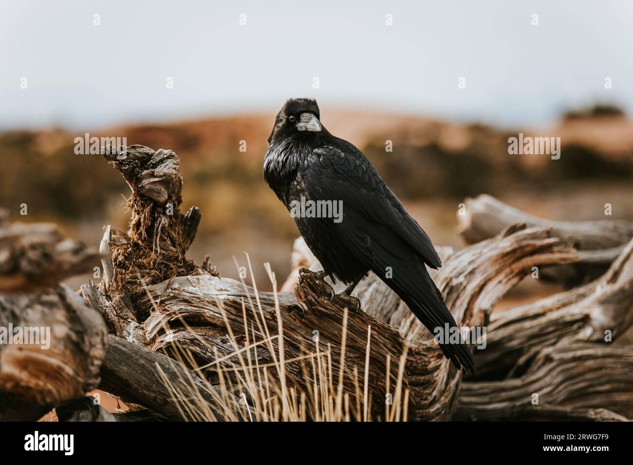 A black raven looking at the camera and perched on twisted wood in Moab, Utah. Stock Photo