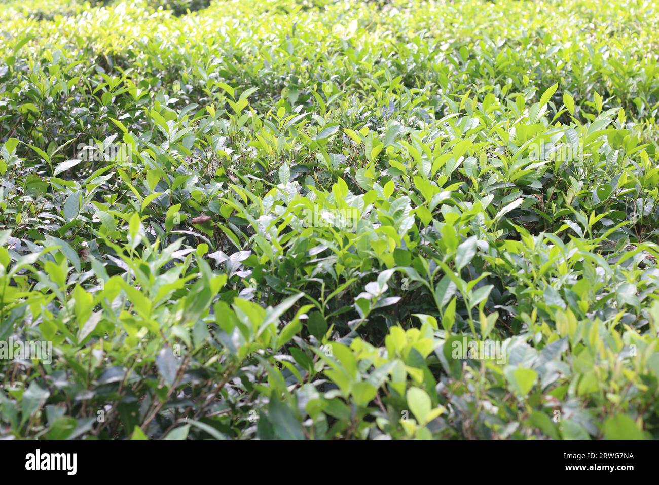 Sylhet tea garden hires stock photography and images Alamy