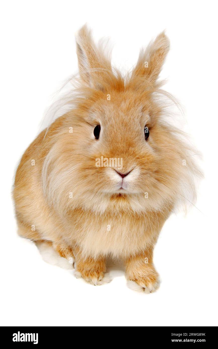 Sweet sad rabbit is sitting on a white background Stock Photo - Alamy