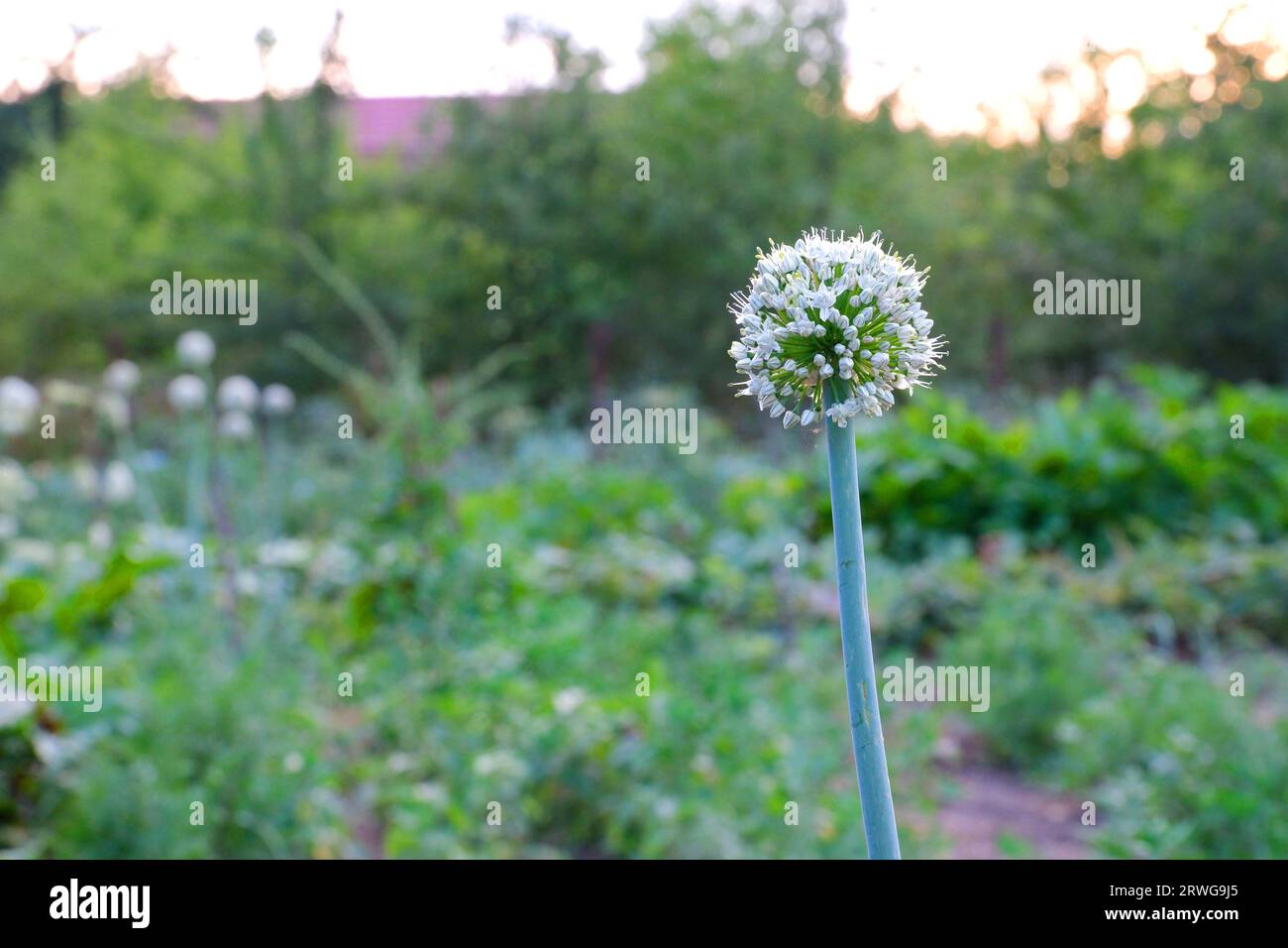 Onion Bolting or onion flowers buds . High quality photo Stock Photo