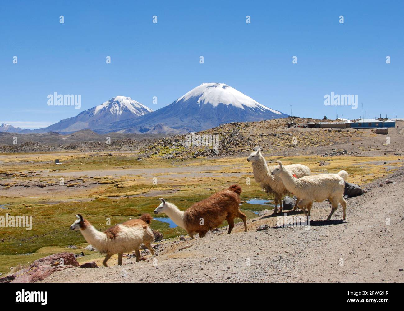 lamas in Lauca National park, Chile Stock Photo