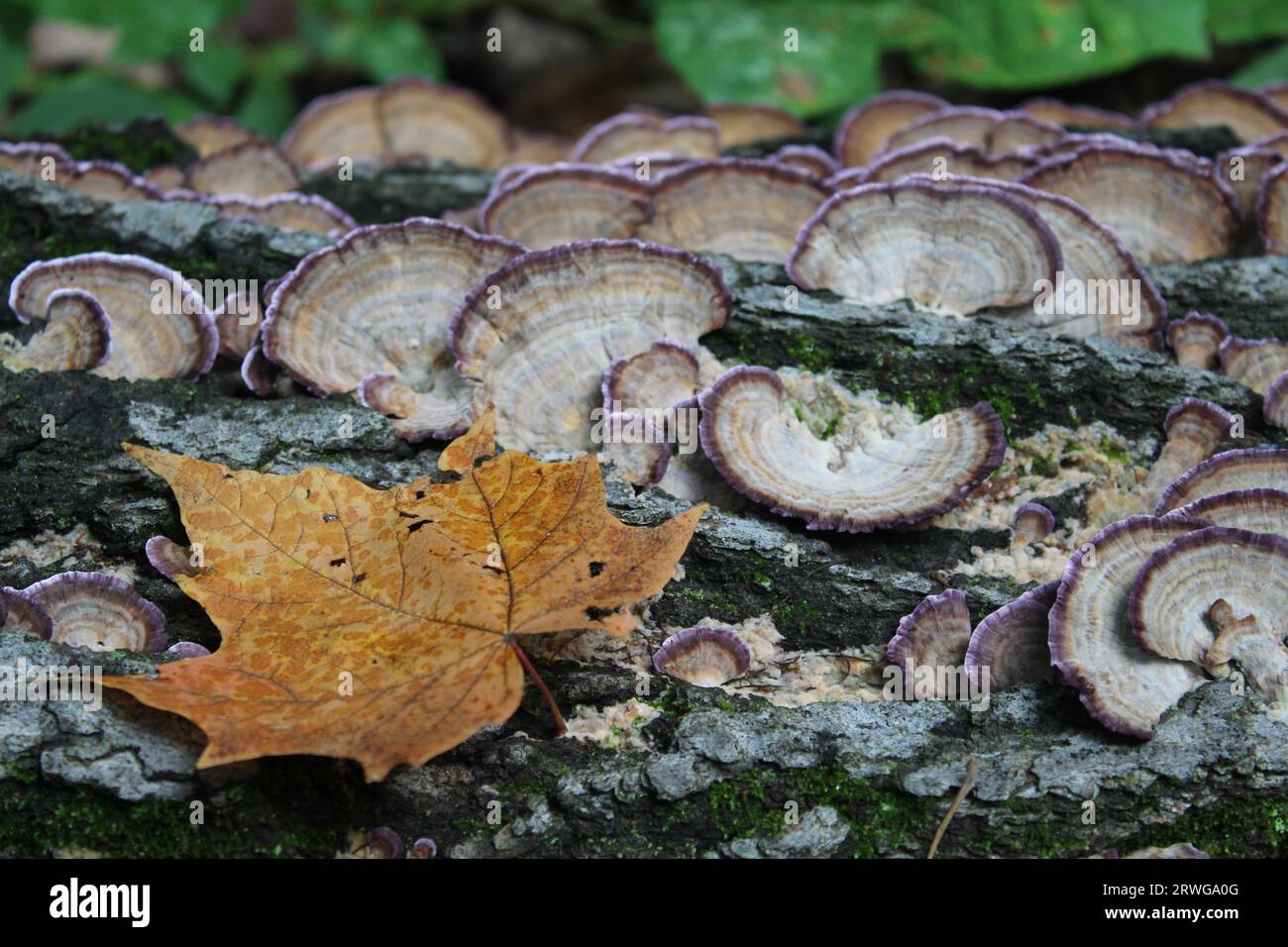 Orange maple leaf on a log with violet-toothed polypore mushrooms in the background at Camp Ground Road Woods in Des Plaines, Illinois Stock Photo