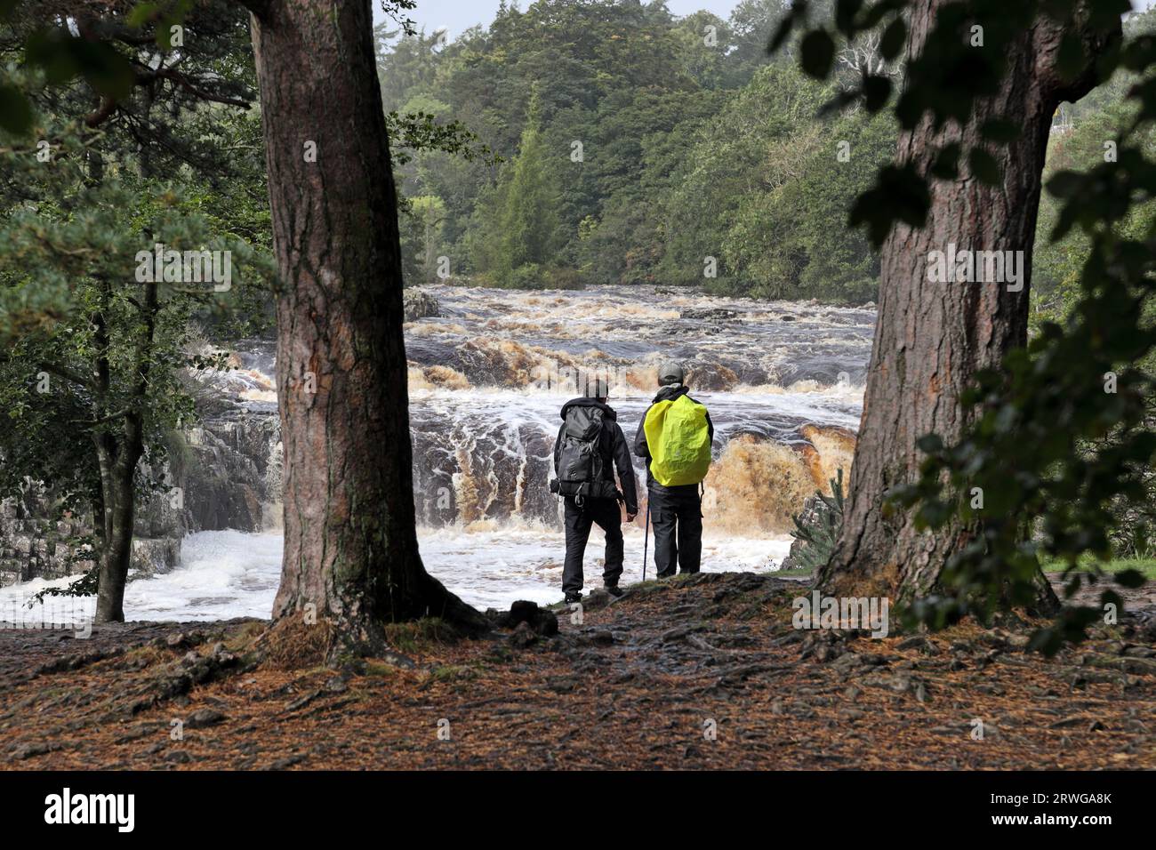 Low Force, Teesdale, County Durham, UK.  19th September 2023. UK Weather.  With a yellow weather warning in force for rain, people enjoy the spectacular sight of floodwater thundering over Low Force on the River Tees in Northern England. Credit: David Forster/Alamy Live News Stock Photo