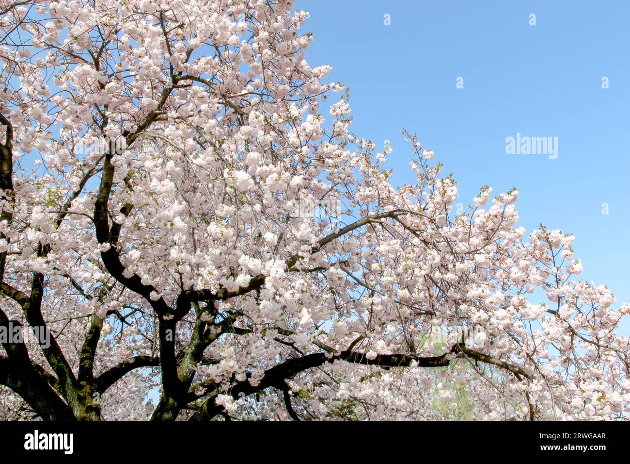 Cherry Blossoms at Shinjuku Gyoen National Garden in Tokyo, Japan Stock ...