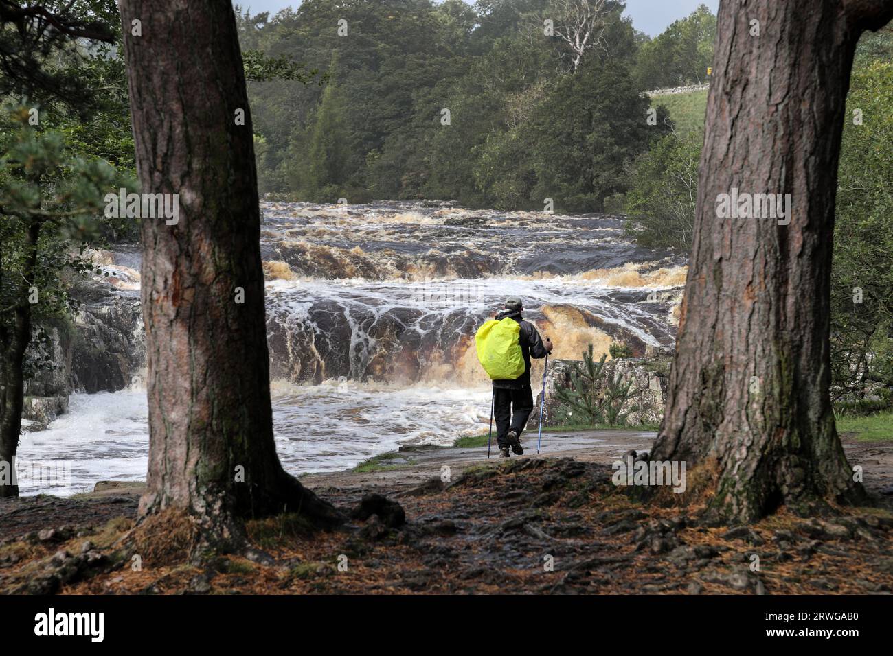Low Force, Teesdale, County Durham, UK.  19th September 2023. UK Weather.  With a yellow weather warning in force for rain, people enjoy the spectacular sight of floodwater thundering over Low Force on the River Tees in Northern England. Credit: David Forster/Alamy Live News Stock Photo