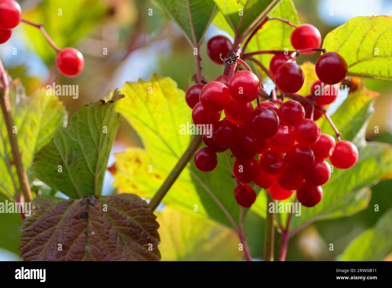 Bunch of shiny red glossy berries on bush, like Guelder rose Viburnum ...