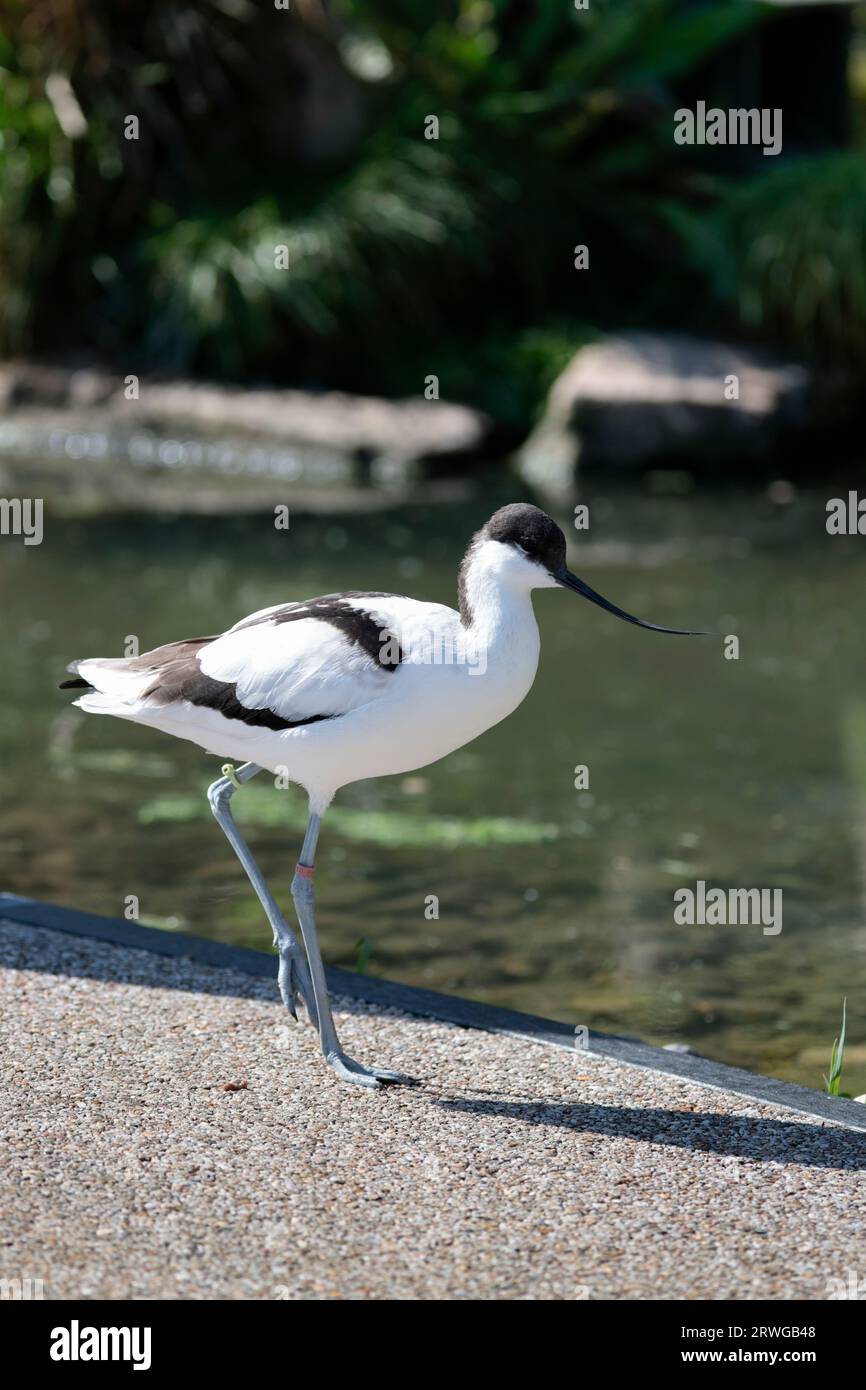 Avocet Recurvirostra avosetta, captive wading bird with black and white plumage long blue legs long fine upcurved black bill and longish neck Stock Photo
