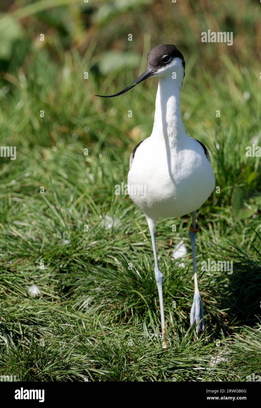 Avocet Recurvirostra avosetta, captive wading bird with black and white plumage long blue legs long fine upcurved black bill and longish neck Stock Photo