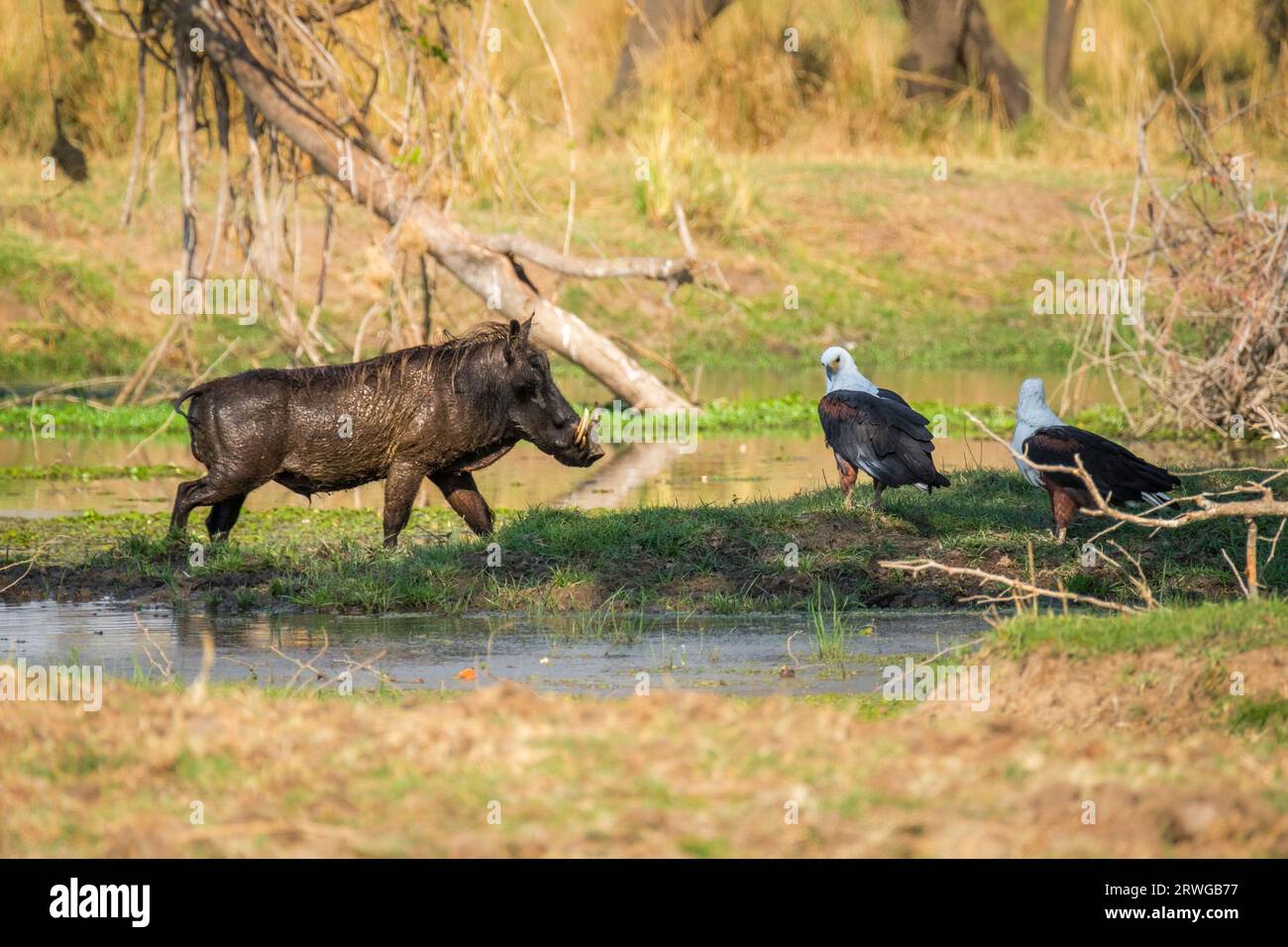 Warthog (Phacochoerus africanus) with 2 African Fish eagles (Haliaeetus vocifer). Lower Zambezi River, Zambia, Africa Stock Photo