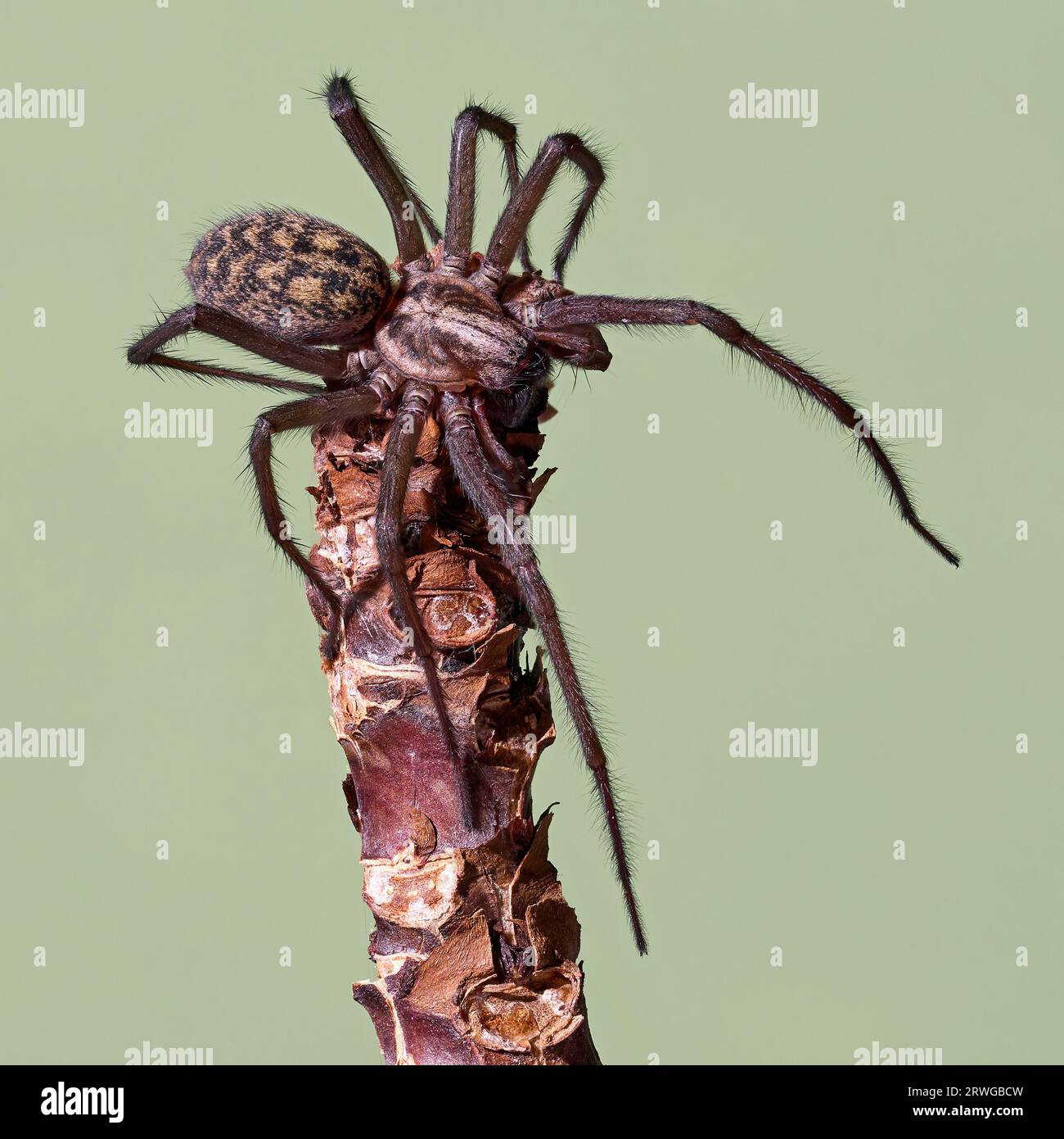 Super macro closeup of the Giant house spider (Eratigena atrica) Stock Photo