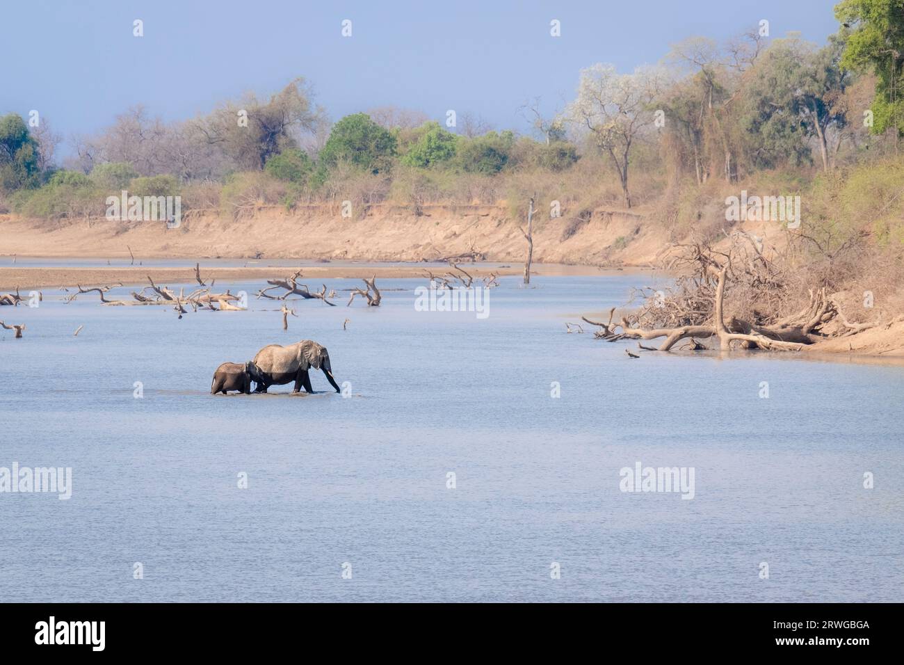 Elephant with elephant baby, calf, Loxodonta Africana, crossing through water the river. Calf follows. Lower Zambezi National Park, Zambia Stock Photo