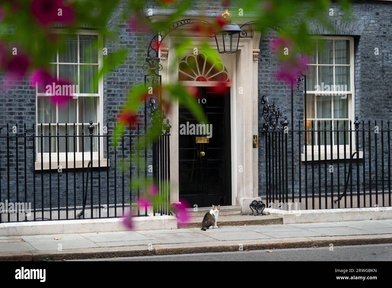 Chief Mouser to the Office Larry the cat, in Downing Street