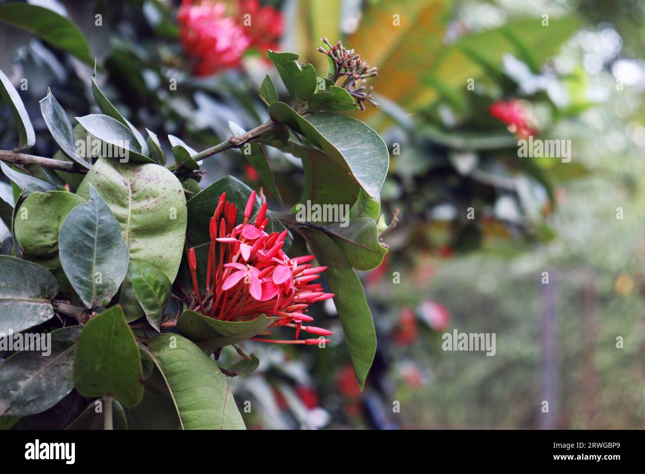 Chethi flower or Thechi flower (Jungle geranium) Popular red flower