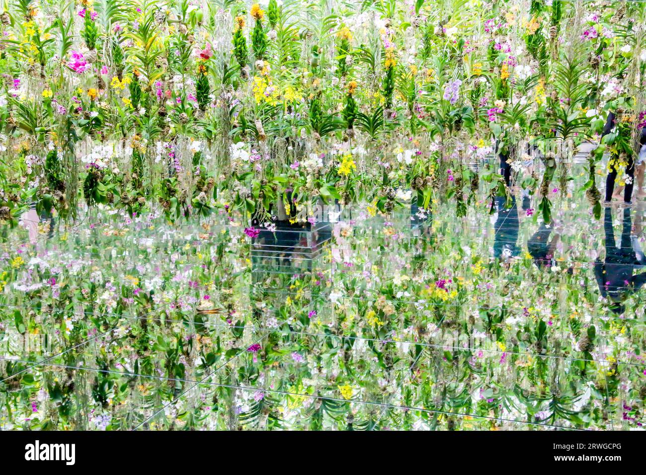 Floating Flower Garden at teamLab Planets Art Museum in Tokyo, Japan Stock Photo