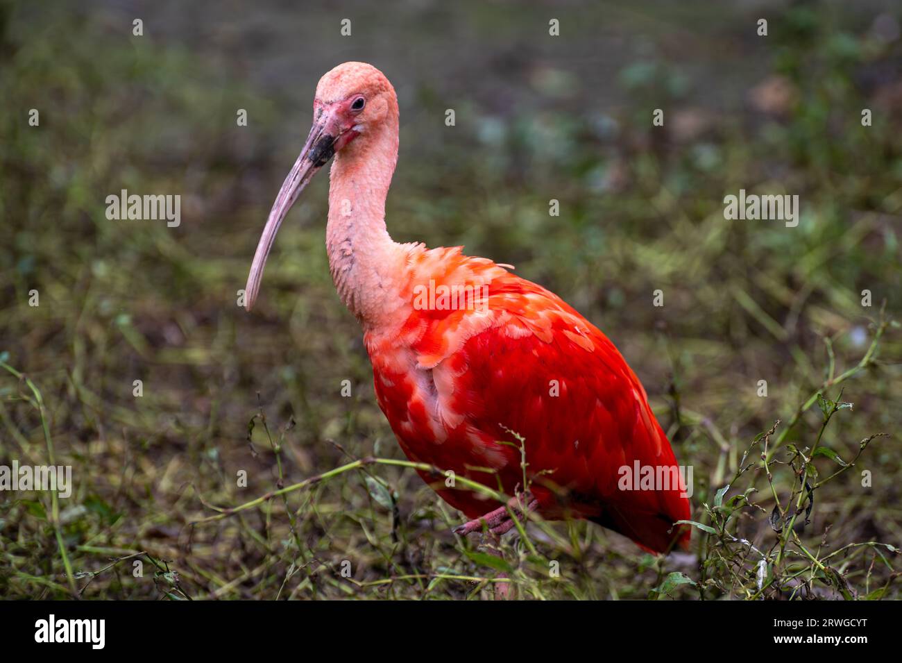 Scarlet Ibis Wader Bird Hi res Stock Photography And Images Alamy scarlet-ibis-wader-bird-hi-res-stock-photography-and-images-alamy