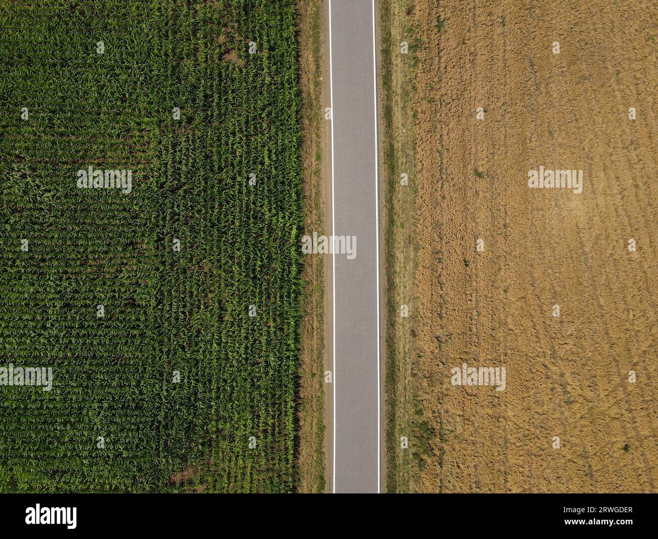 Aerial view of a road between crop and corn fields in the countryside Stock Photo