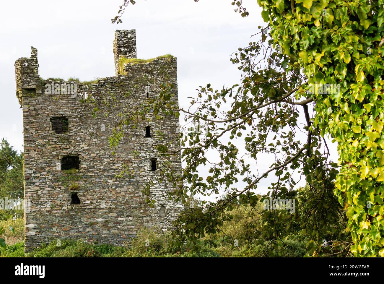 Ruin Fortified Tower Ballinvard Castle seen through woods.West Cork Ireland Stock Photo