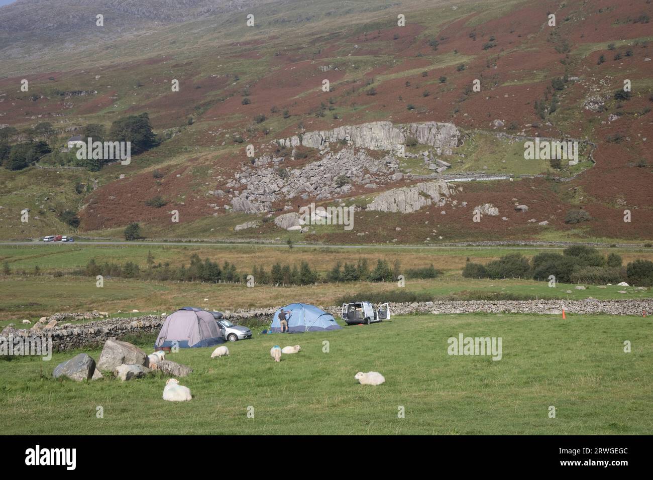 Campers in field with sheep grazing dry stone walls and rock fall in background in rugged North Wales scenery near Garth Farm Campsite in Capel Curig Stock Photo