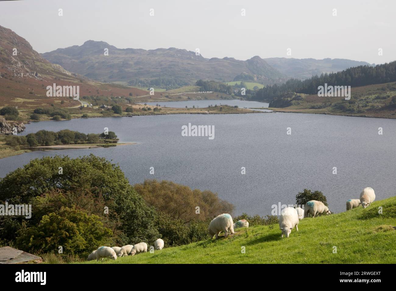 Sheep grazing on slopes above Llynnau Mymbyr lake in rugged North Walews scenery near Garth Farm Campsite in Capel Curig near Betws‑y‑Coed North Wales Stock Photo