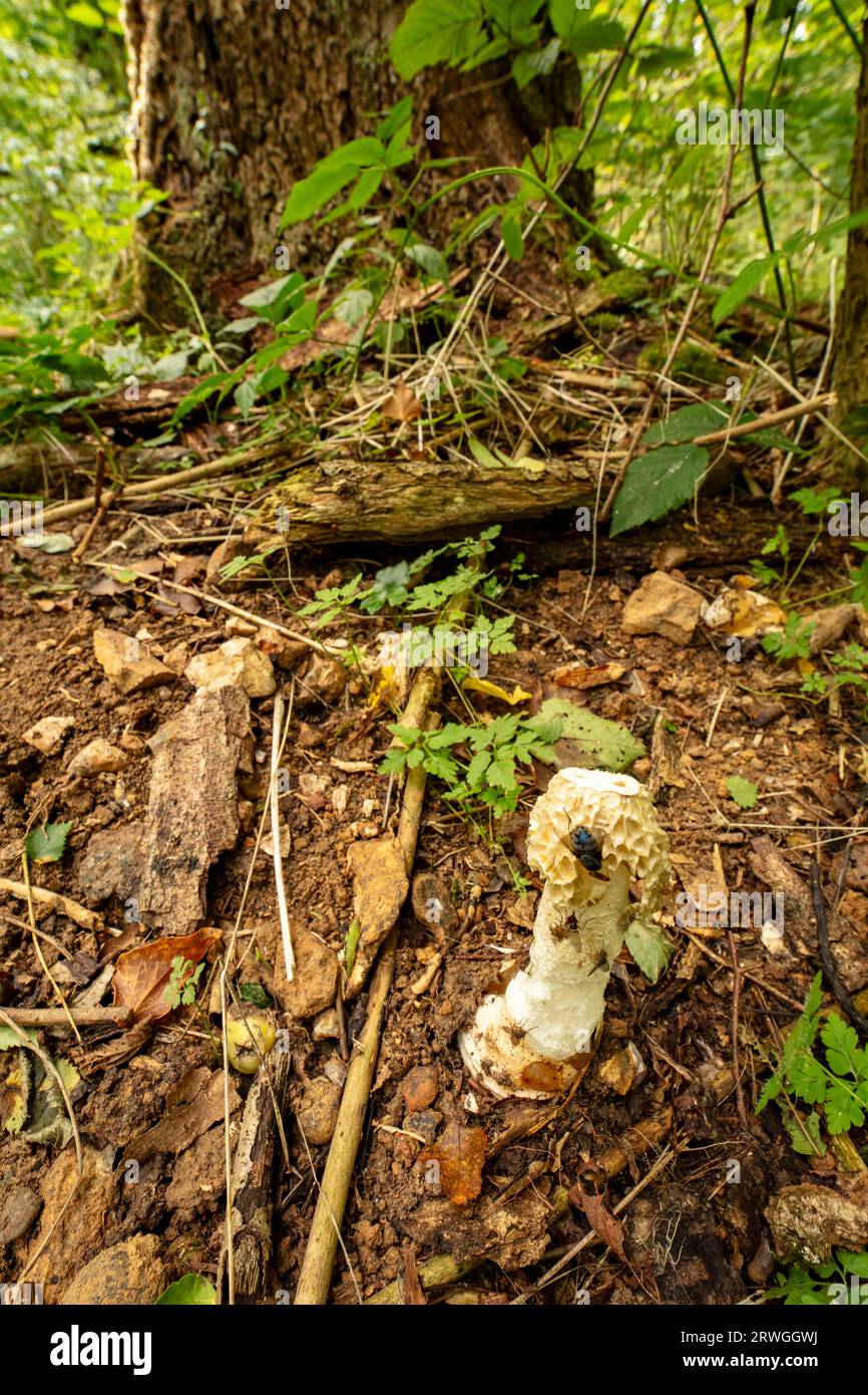 Natural close up of Stinkhorn,Phallaceae, in its natural woodland environment Stock Photo
