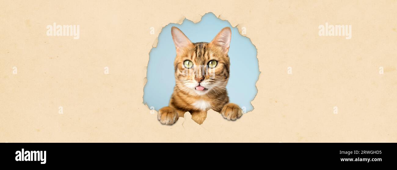 A cat looks out of a hole on a yellow studio background. Pet peeking ...