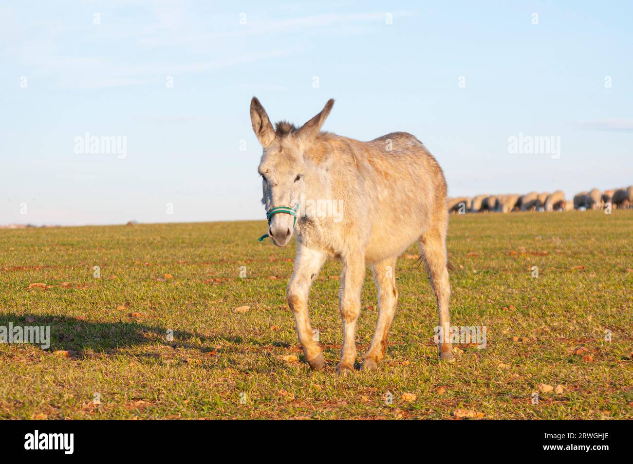 Donkey Setting Equestrian beauty, donkeys in pastoral setting. Summer harvest, wheat ...