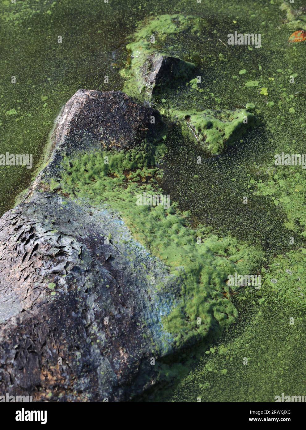 Eutrophication pollution bluegreen algae Lough Neagh 2023. Toxic