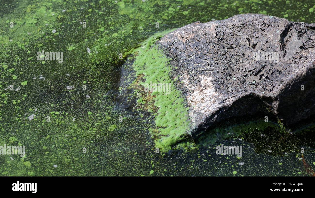 Eutrophication pollution bluegreen algae Lough Neagh 2023. Toxic