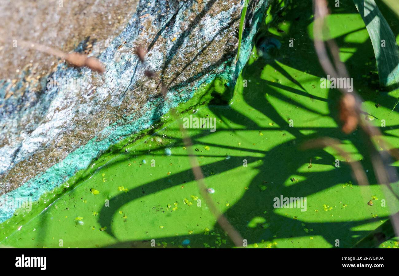 Eutrophication pollution bluegreen algae Lough Neagh 2023. Toxic