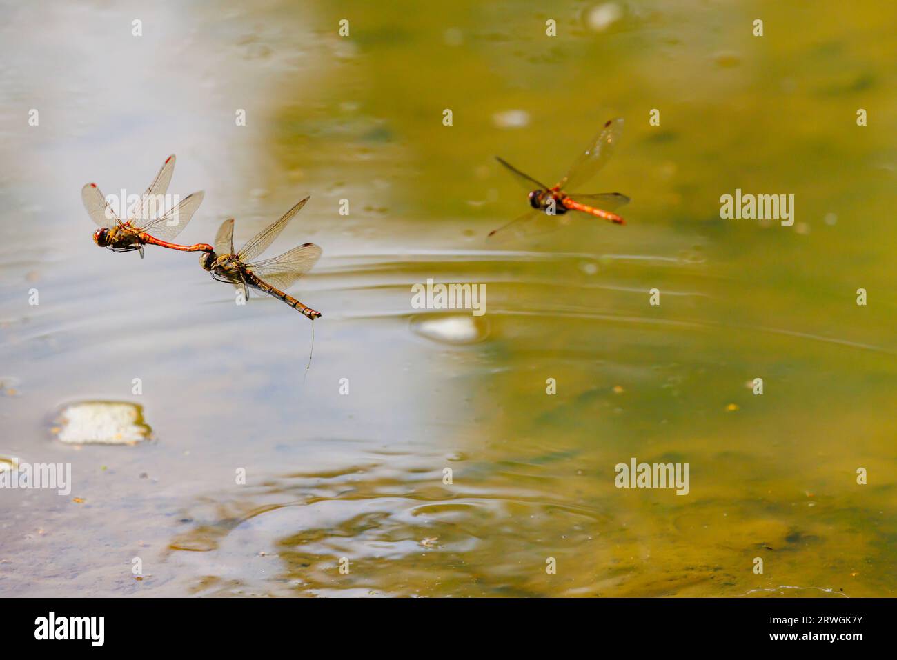 A pair of Common Darter (Sympetrum striolatum) dragonflies flying, mating in flight at a pond on Horsell Common, Woking, Surrey, south-east England Stock Photo