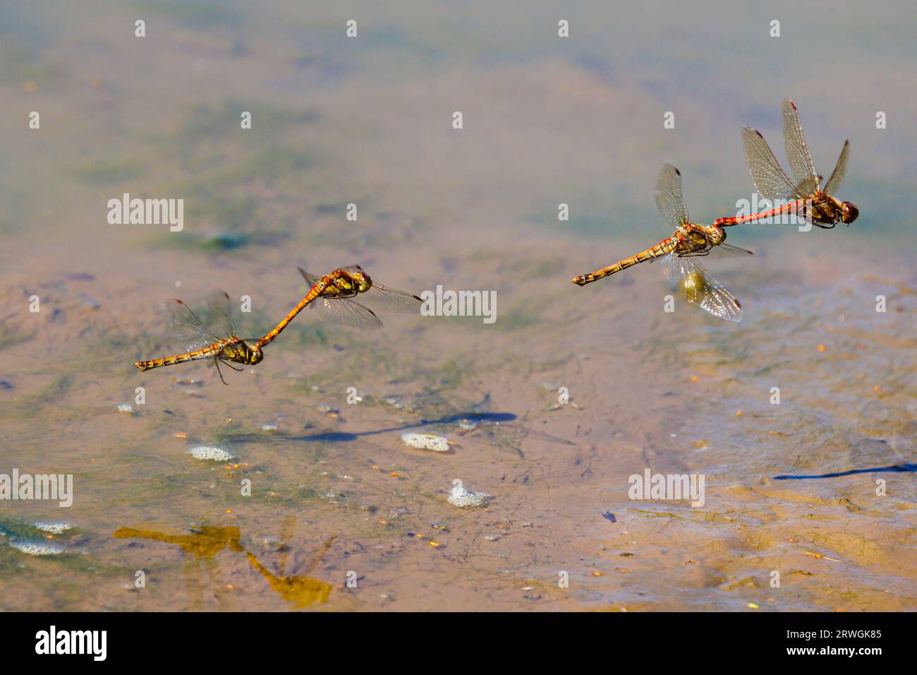 2 pairs of Common Darter (Sympetrum striolatum) dragonflies mating in flight at a pond on Horsell Common, Woking, Surrey, south-east England Stock Photo