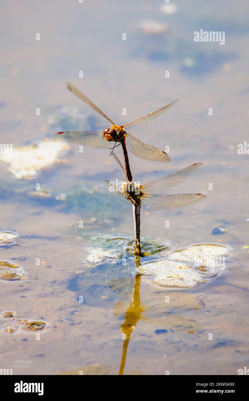 A pair of Common Darter (Sympetrum striolatum) dragonflies mating in flight at a pond on Horsell Common, Woking, Surrey, south-east England Stock Photo