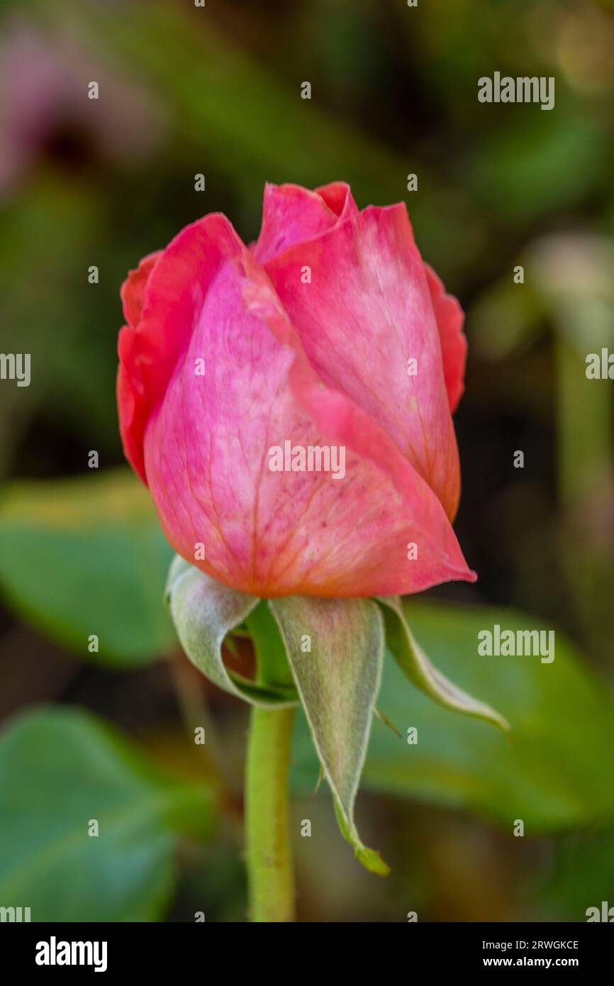 Beautiful pink single stem close up flowering plant portrait of Rosa Special Anniversity ‘Whastiloc’ in warm late summer sunshine Stock Photo