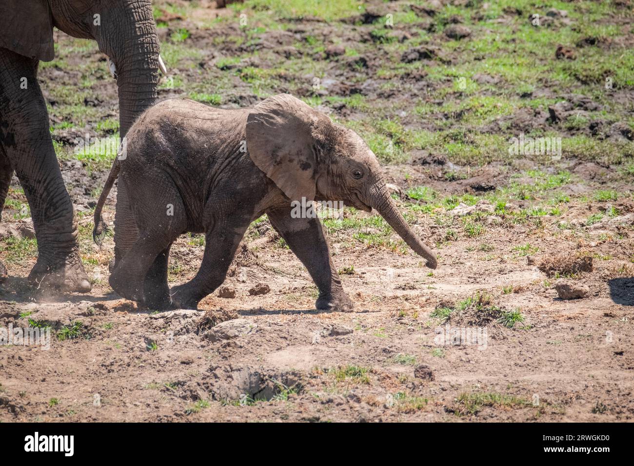 Baby elephant (Loxodonta africana) running to the right. Side view of ...