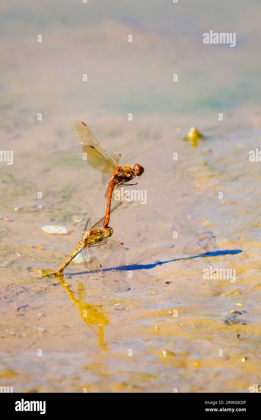 A pair of Common Darter (Sympetrum striolatum) dragonflies mating in flight and laying eggs at a pond on Horsell Common, Woking, Surrey, SE England Stock Photo