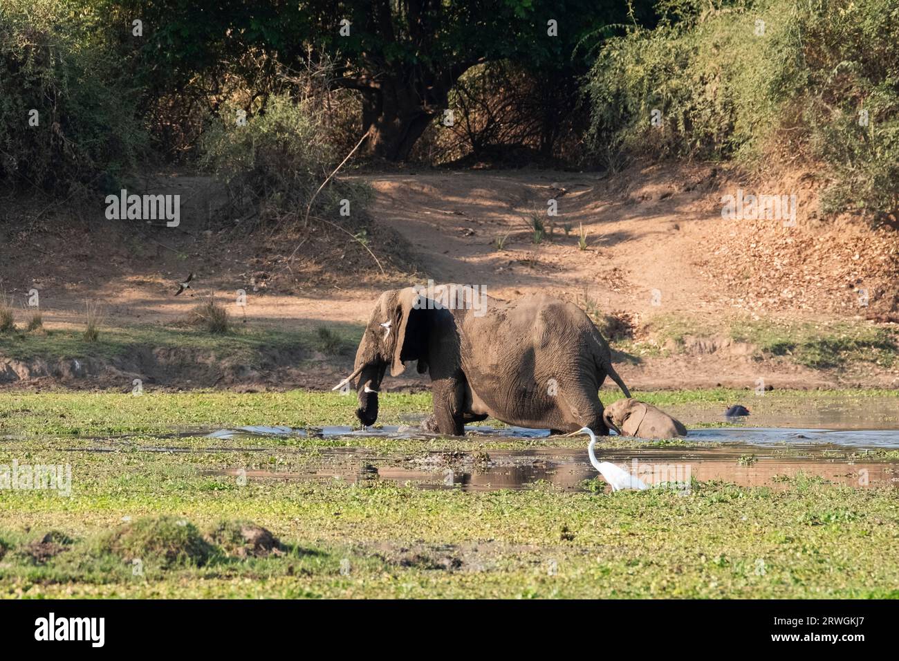 Elephant mother with baby wading through water. Splashing water. from right to left. Lower Zambezi National Park, Zambia, Africa Stock Photo