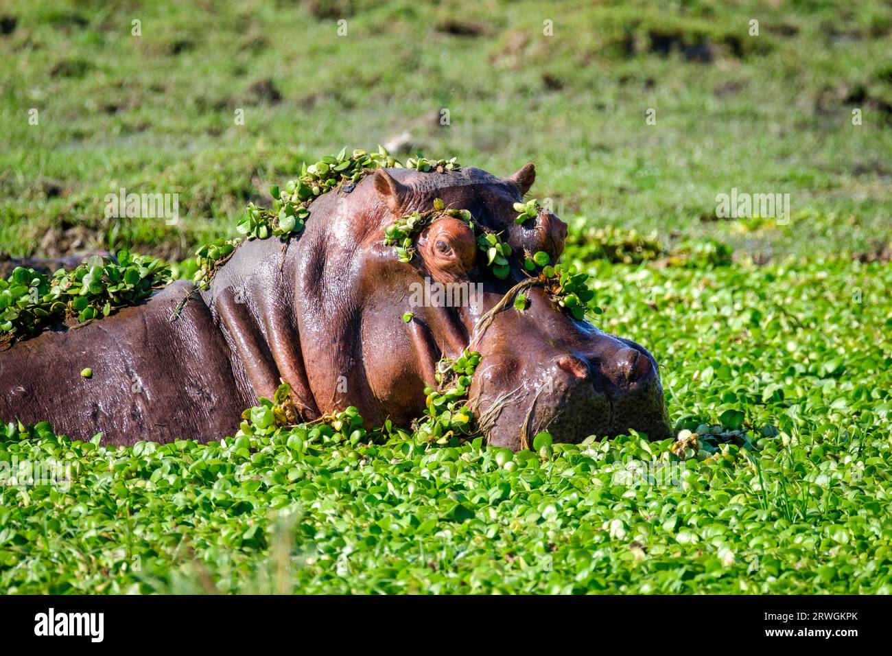 Hippo, (Hippopotamus amphibious) challenging in Lower Zambezi National Park, Zambia Stock Photo